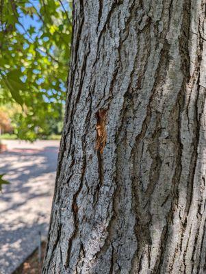 Community Tree Service Inc.