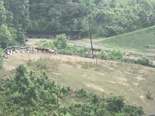 The camp herd of school horses.