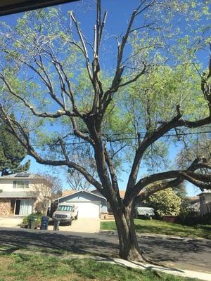 J & S Tree Service & Gardening