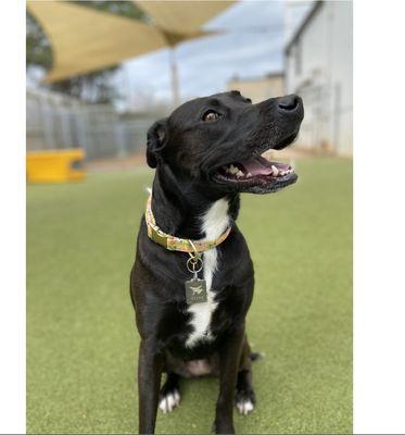 Goosey girl on her first day at Puppy Haven!