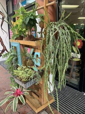 Patio plants