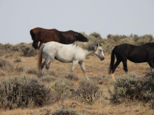 Red Canyon Wild Mustang Tours