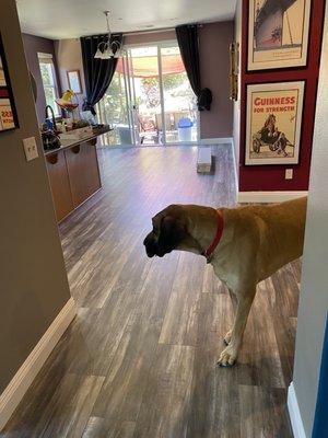 Finn checking out the new LVP floor