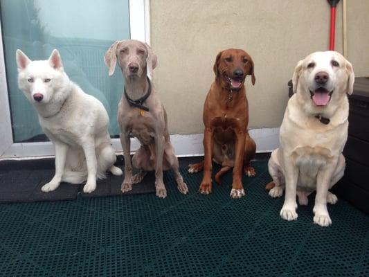 My fur baby (2nd from left) looking very "Blue Steel" under Mike's care!