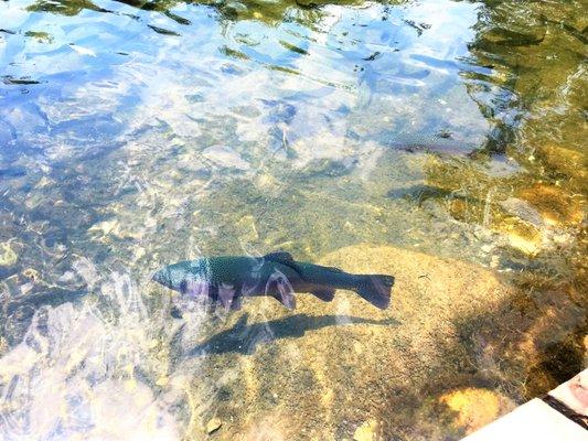 Willow Springs Trout Farm