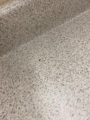 Rat poop all over the counters