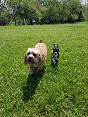 Walking the pack at montrose .