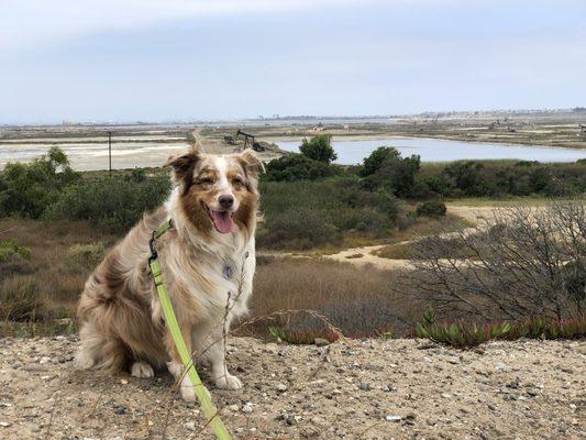 ** Dogs allowed ** * on leash * Betty and the view from Nature trail towards Bolsa Chica I believe.