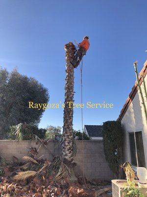 Palm tree removal