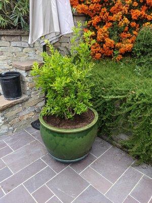 Ambrosia pomegranate in a large pot. Gorgeous red orange flowers turning into powerful pomegranates!