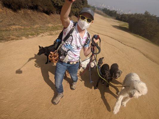 BORK!  Pack Dog Walking