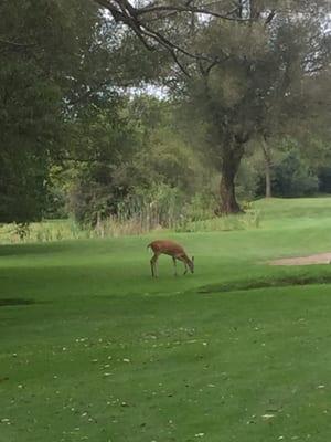 Saw this while waiting to tee off on the 5th hole. Really quite and beautiful place