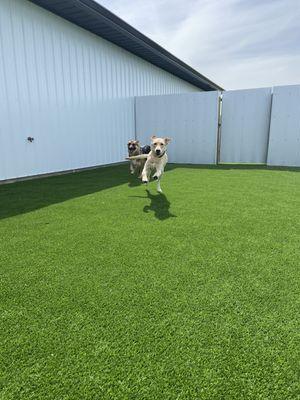 Boarding dogs in fenced-in turf exercise yards.