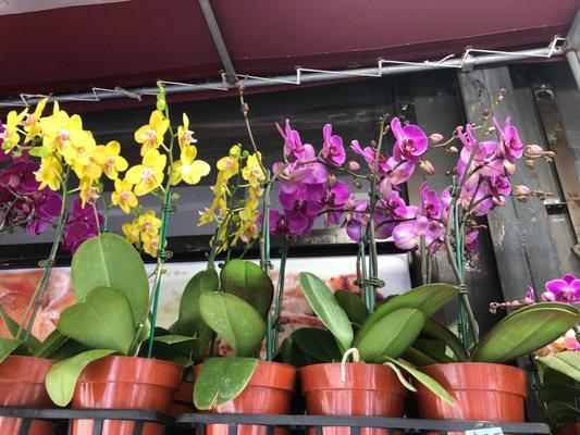 Orchidacease Plants they are very beautiful and for a good price!! Highly recommend