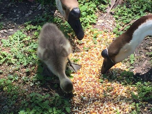 A Canadian Goose "gosling."  Loves their "Full-O-Pep" scratch grain. 50 lbs for $10.