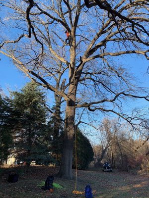 Pruning several Bur Oak Trees in Excelsior, MN.