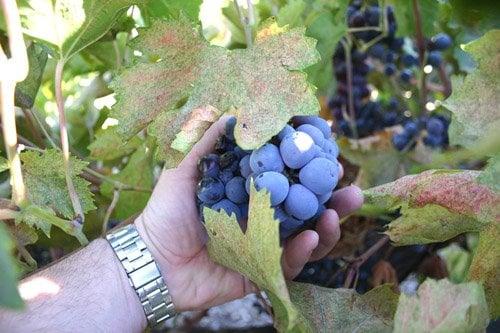 Massive grapes along the back deck at Minassian-Young