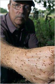 Tom Rasberry showing Rasberry Crazy Ants on his arm.