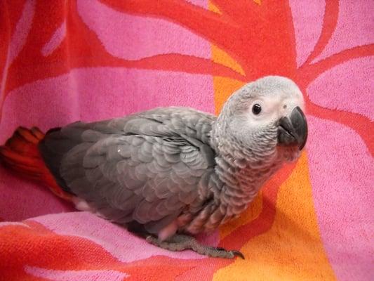 A baby African Grey that we handfed in 2012