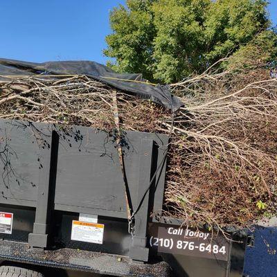 Loaded up brush, this was one of two loads we removed for a homeowner