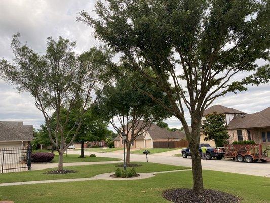 Tree trimming/prunning