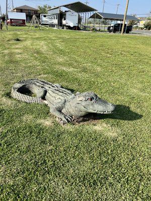 Beware of the gator that protects the restaurant!