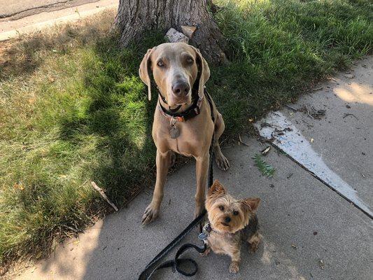 Denver Wag Walkers