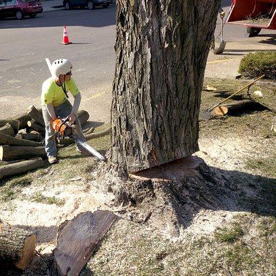 Specialty Outdoor Services LLC 
  Removing a large tree on the square for the City of Mt Vernon Ohio project.