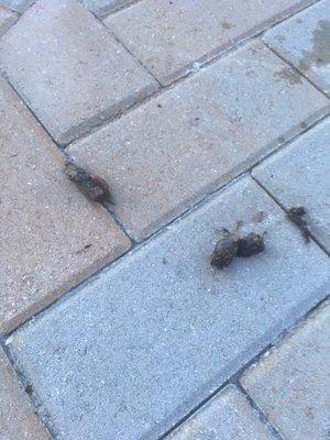 Iguana poop found in the common pool area that is also not taken care of by clear sky maintenance