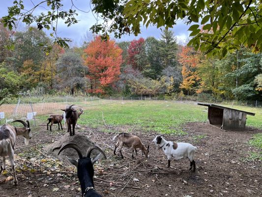 Ten Apple Farm