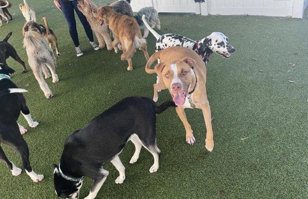 Lester having a blast in the medium dog area