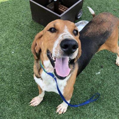 Hound, adoptable animals, dog