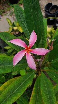 Pretty plumeria