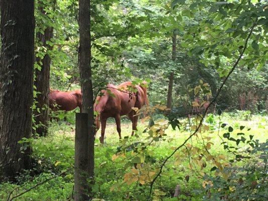 Back by the creek-adjacent to a horse pasture