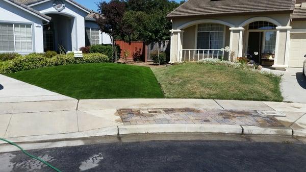 My new lawn by One Green Link vs my neighbors.