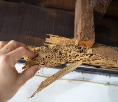 Termite damage to a home's wooden frame