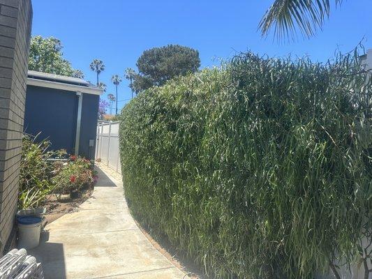 Trimming trees.