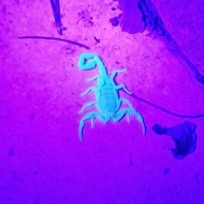 Scorpion under black light