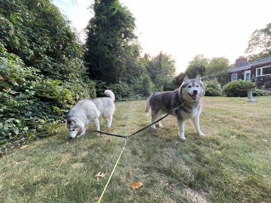 Arkin and Athena; two beautiful, strong, sweet, and playful huskies out to sniff the grass before heading on their evening walk.