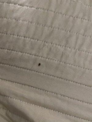 Not sure if this a bed bug or not . It sure looks like one   This place needs to fumigate .