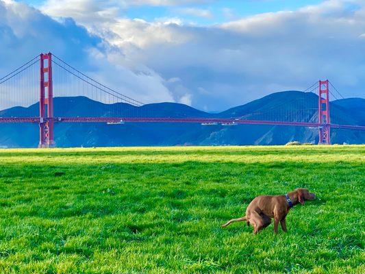 Crissy Field