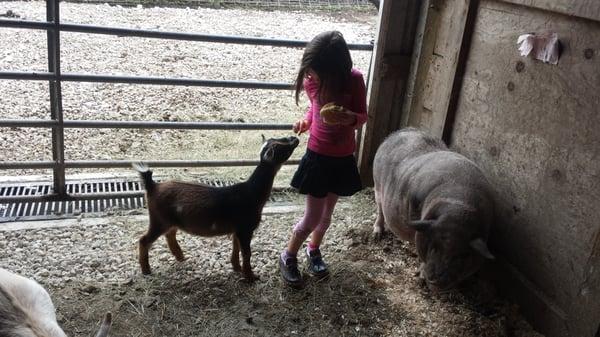 Feeding the animals