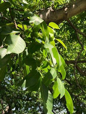 Organic walnuts, vina walnuts