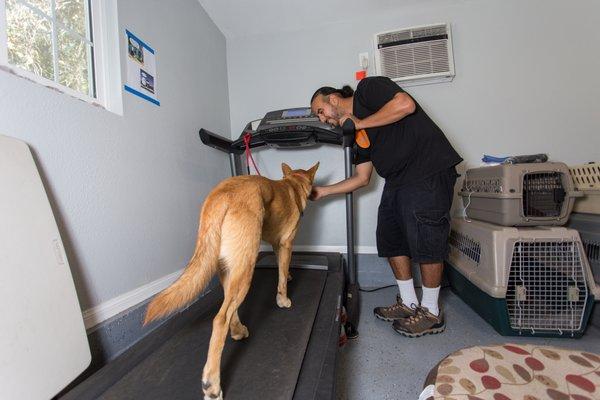 Treadmill with Zeus.