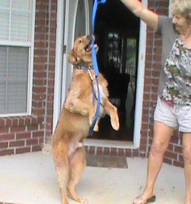 Happy customer ready for his walk