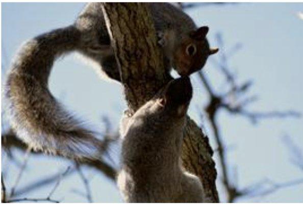 Squirels and other wildife removal