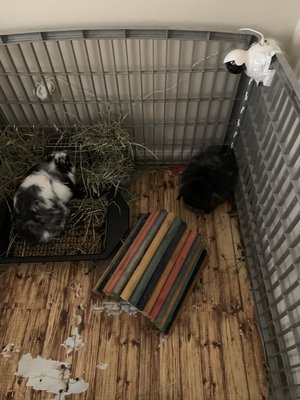 Drop-in visit to feed and play with bunnies