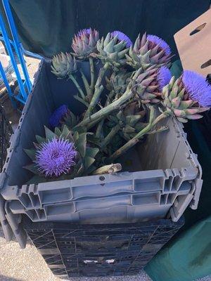 Fresh organic assortment artichokes?