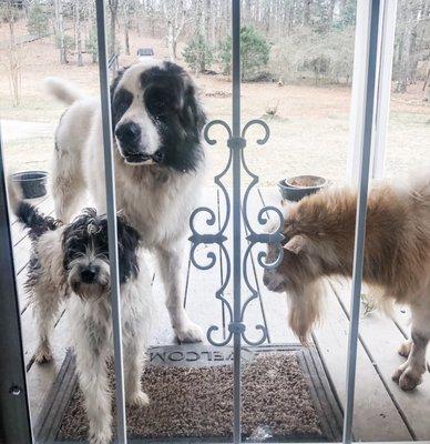 Pet Stop Pet Fence Systems of Alabama