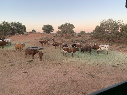 Long horn cattle.